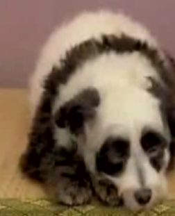 It's A Panda! It's A Dog!  It's A Pandog!